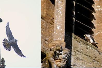 birds.png